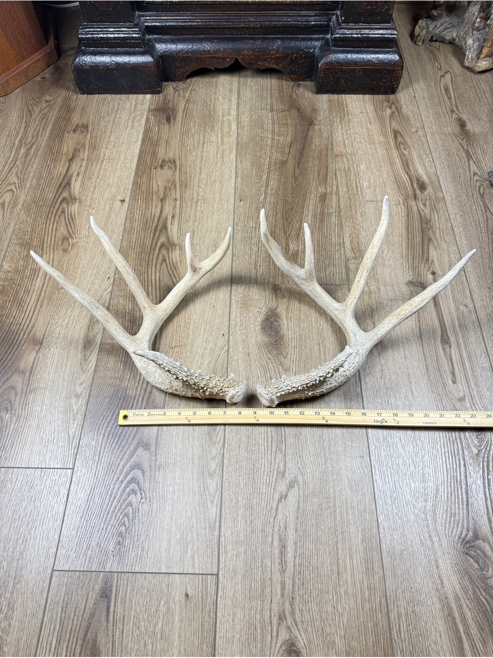Authentic Naturally Shed Whitetail Deer Antlers 1 Pair